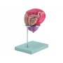 Model de vezică urinară + prostată - 2 părți - 3x