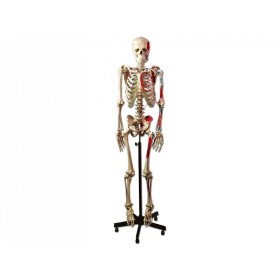 Model de schelet muscular