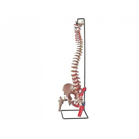 Coloană vertebrală modificată cu femur + musculatură