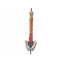 Mod. colonna vertebrale con codice colori