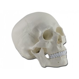 Model de craniu - 3 părți - 1x