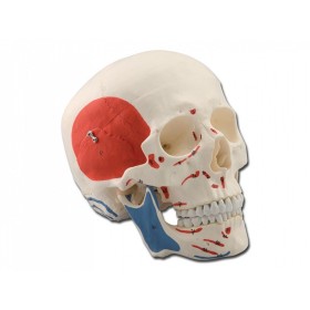 Model de craniu muscular - 3 părți - 1x