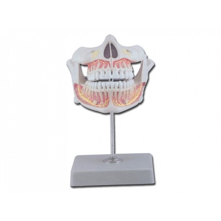 Dentiția permanentă