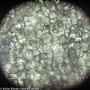 Microscop Levenhuk Rainbow 50L PLUS