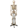 Human skeleton model